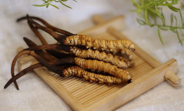 Đông trùng hạ thảo xuất xứ từ đâu - Biệt dược được tìm thấy đầu tiên ở Na Khúc Tây Tạng