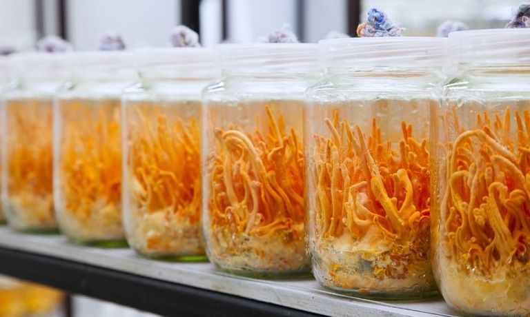 Quá trình nuôi cấy được thực hiện trong phòng kín Quá trình nuôi cấy được thực hiện trong phòng kín