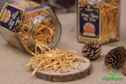 Đông trùng hạ thảo khô - Tác dụng, cách dùng và giá bán mới nhất