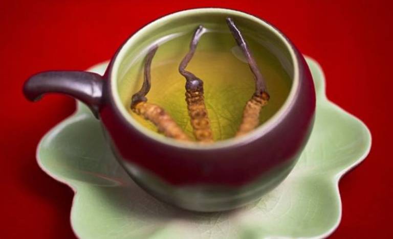 Nhiều người yêu thích lựa chọn đông trùng hạ thảo khô để pha trà