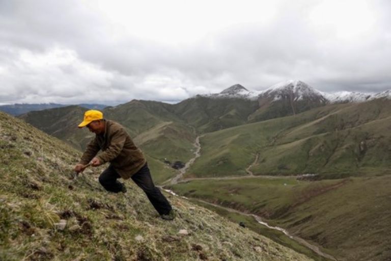 Sản lượng đông trùng hạ thảo Tây Tạng ngày càng sụt giảm khiến thu nhập của những người nông dân thấp đi nhiều