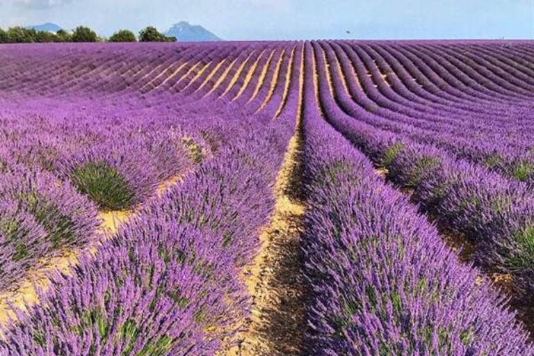 Vườn hoa lavender được Trung tâm Dược liệu Vietfarm trồng tại Đà Lạt theo các tiêu chuẩn hữu cơ